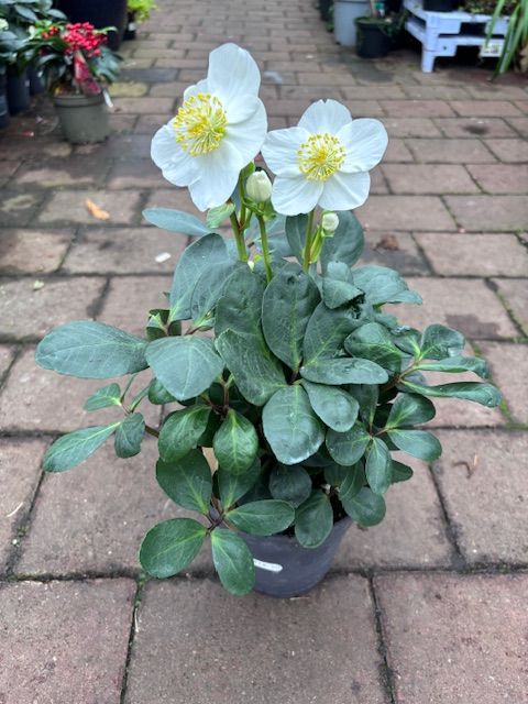 Christmas Rose Helleborus &#39;Christmas Carol&#39;