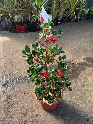 HOLLY VAN TOL Red Diamond ♦️ a reliable deep green holly that is a neat grower ,perfect for pots or beds .Excellent Crops Of berries with this self fertile variety (Pot Grown Batch )