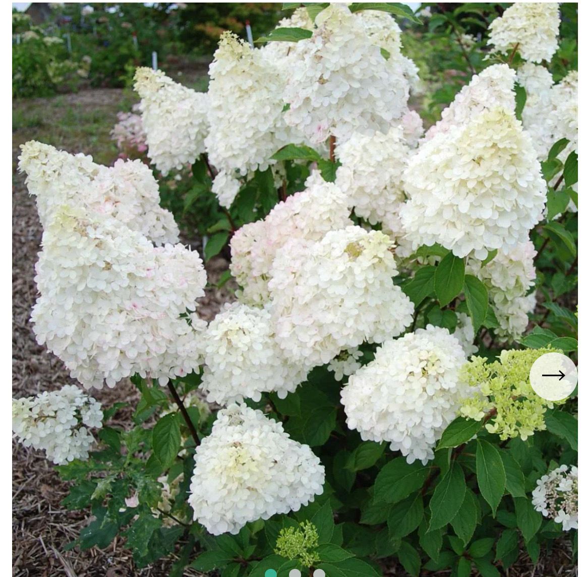 Hydrangea Tree Sparkling Diamond Small Garden Tree Height 2 Mt Flowers large, cone like ,open green and turn white and pink .Flowers non-stop from June until mid Sept Delivery delay of 14 days demand