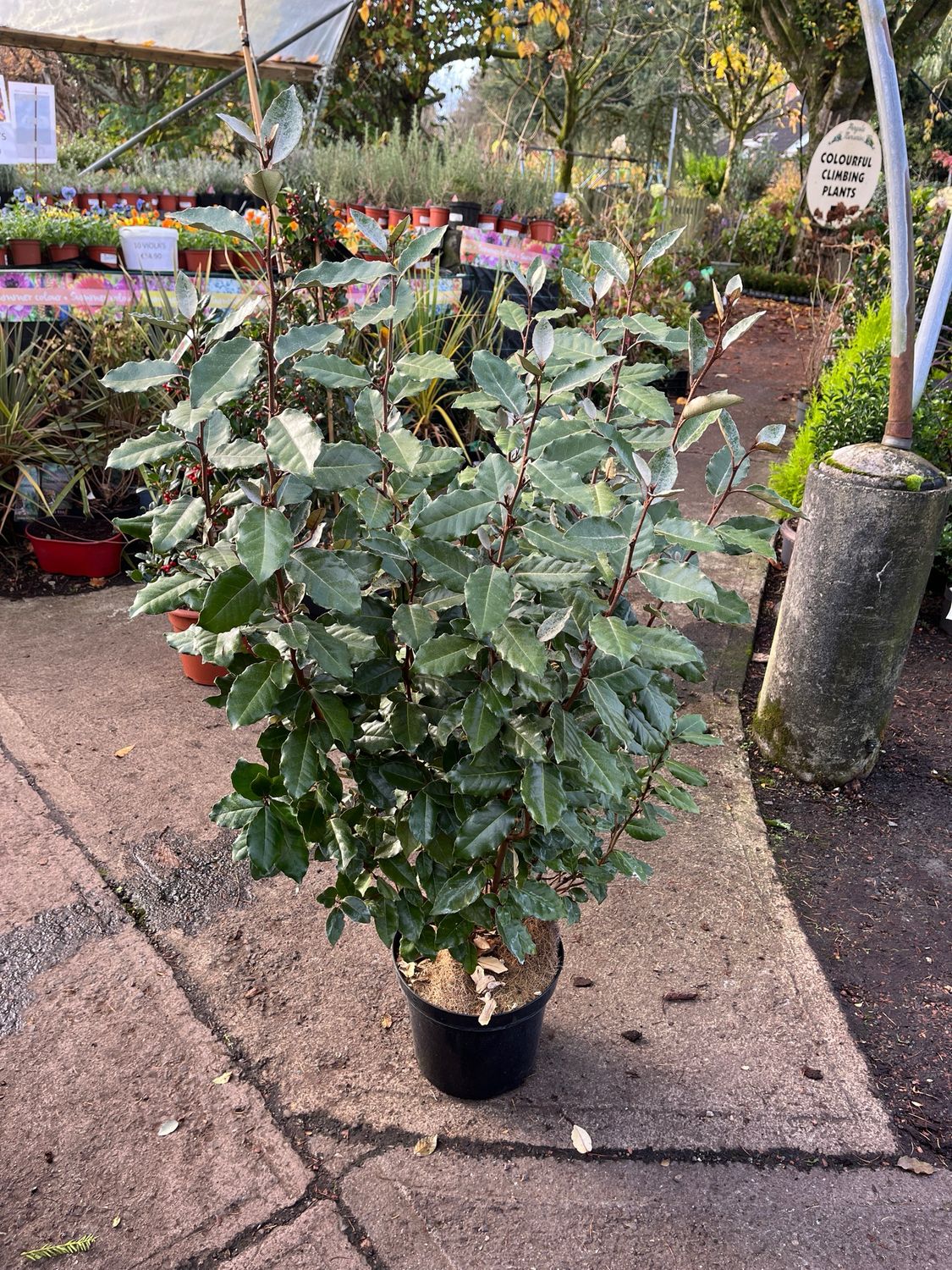 Eleagnus Compacta ,hardy evergreen shrub with grey/green foliage and fragrant flowers in autumn. Tolerant Of salt spray beside coast.Extra large bushy plants 100 Cm approx