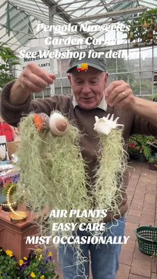 Air Plant Mist spray every 4-6 days