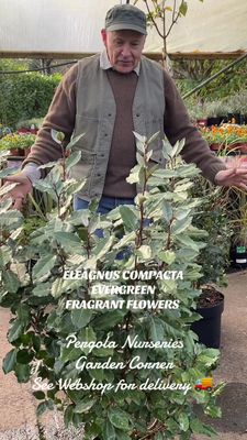 Eleagnus Compacta ,hardy evergreen shrub with grey/green foliage and fragrant flowers in autumn. Tolerant Of salt spray beside coast.Extra large bushy plants 100 Cm approx