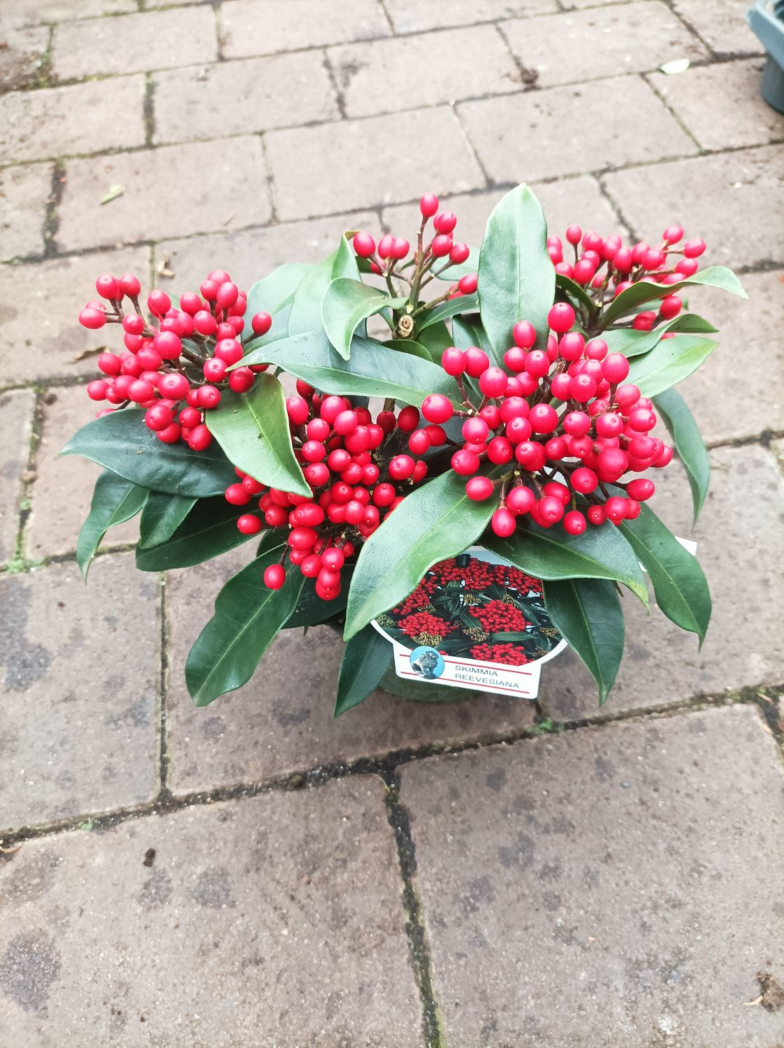 Skimmia Reeves Deep Red - Female Skimmia