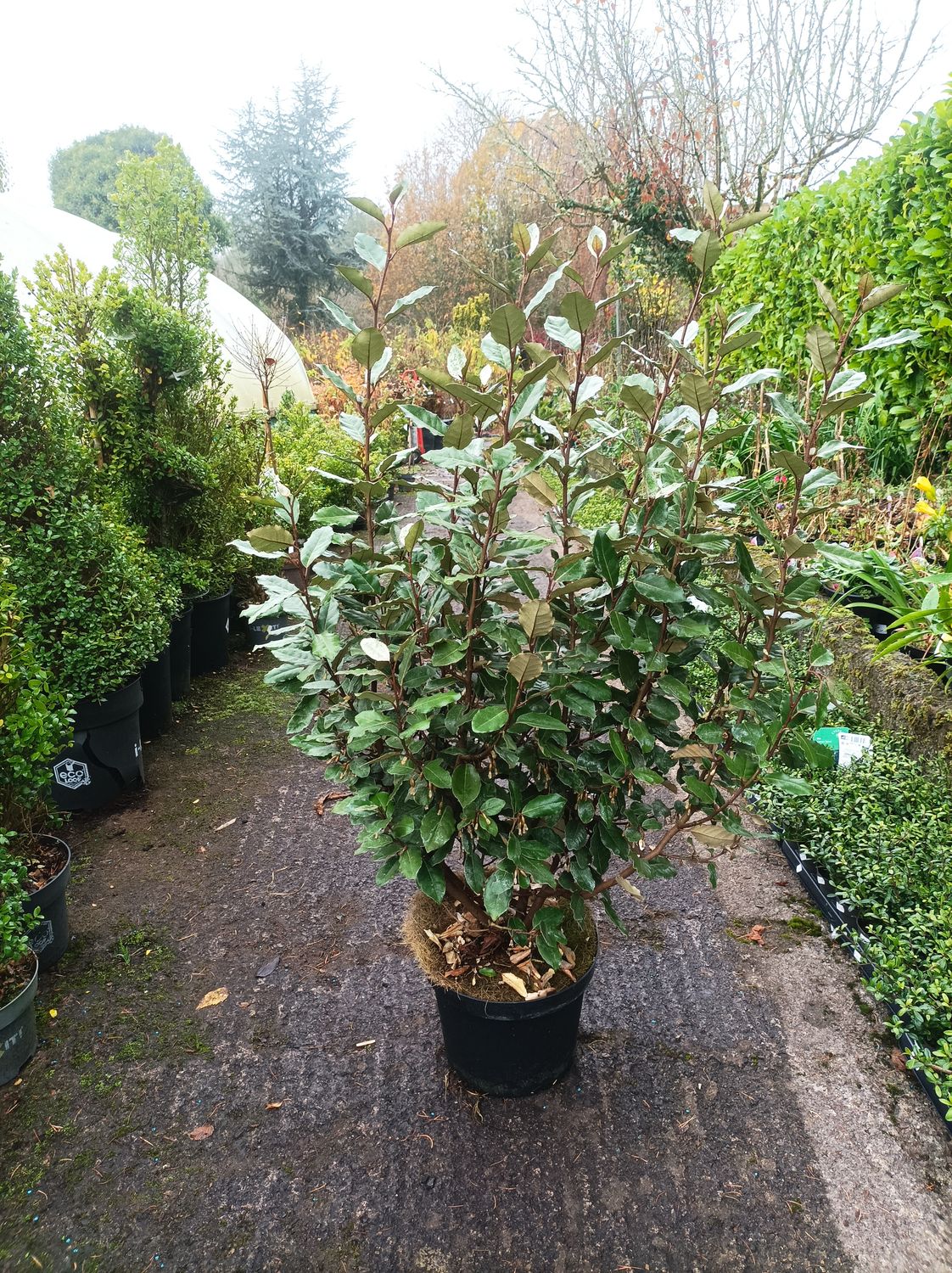Elaeagnus - Compacta