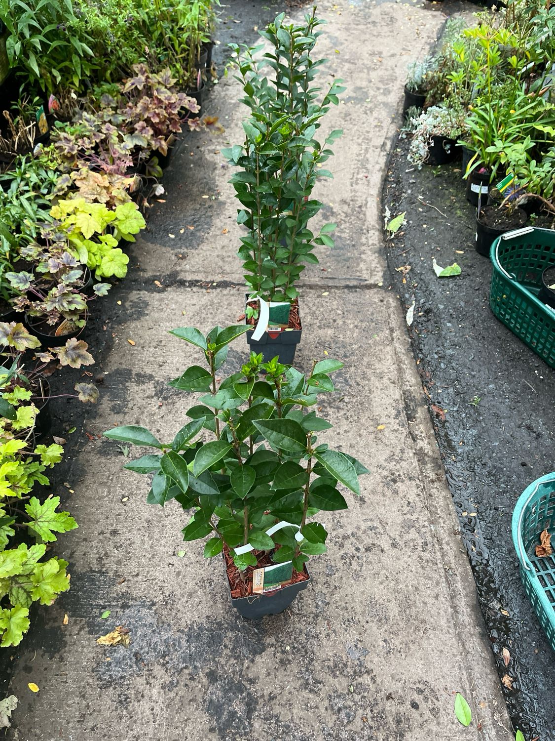 Ligustrum Hedging Oval Leaf Green Privet Plant 50 Cm Apart For a dense hedge Strong pot grown plants