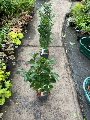 Ligustrum Hedging Oval Leaf Green Privet Plant 50 Cm Apart For a dense hedge Strong pot grown plants