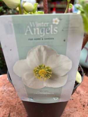 Christmas Rose Helleborus Verboom Beauty ,flowers winter /spring Loves half shade ...tough and lasts for years. STRONG PLANTS WELL BUDDED