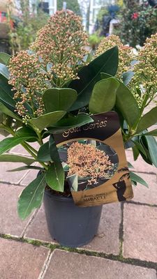 Skimmia &#39;Miracle&#39; Male