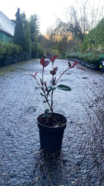 Photina Red Robin &#39;Fras Carre Rouge&#39;