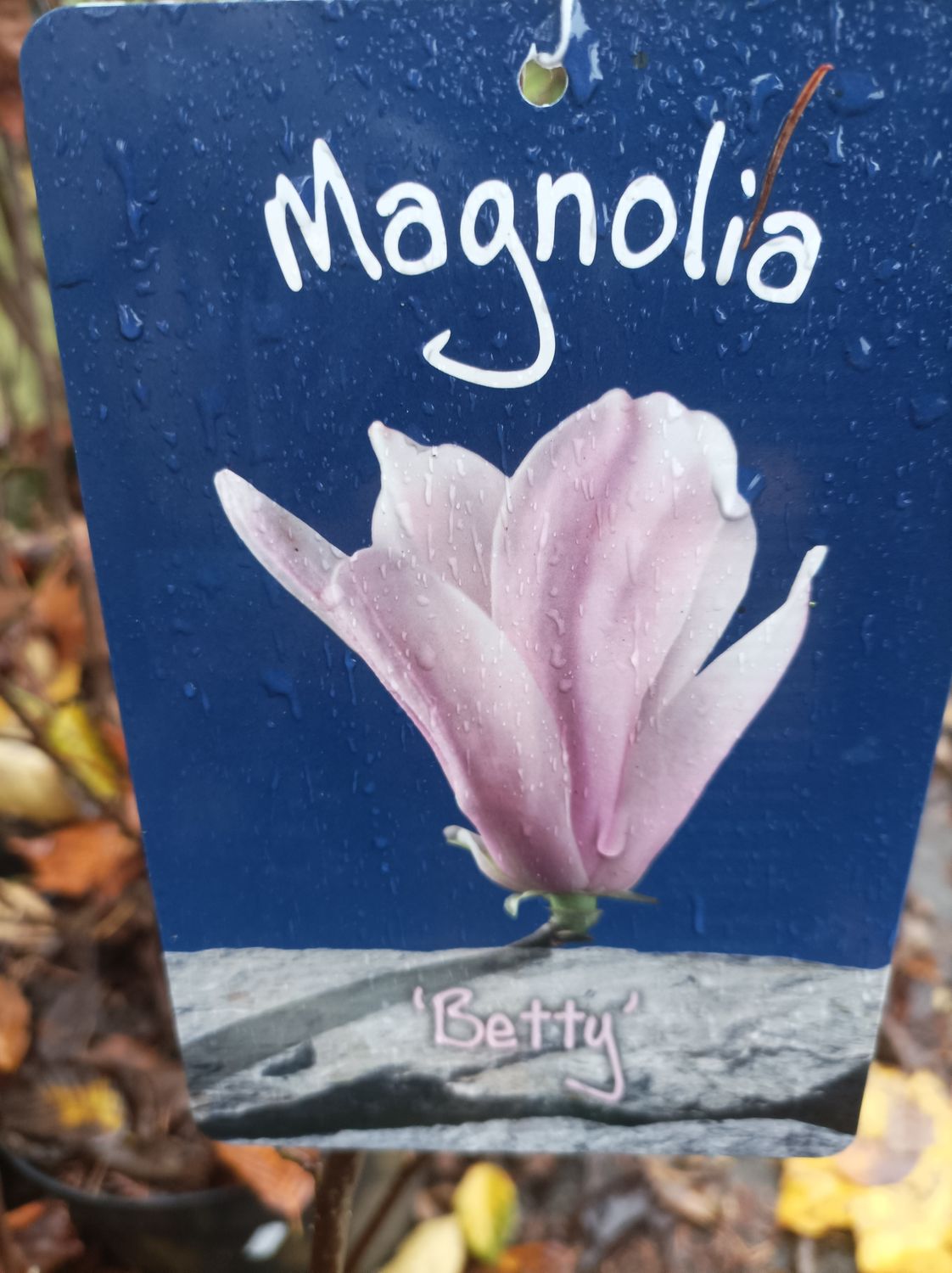 Magnolia &#39;Betty&#39; Hardy Magnolia with light pink vase like flowers in spring.