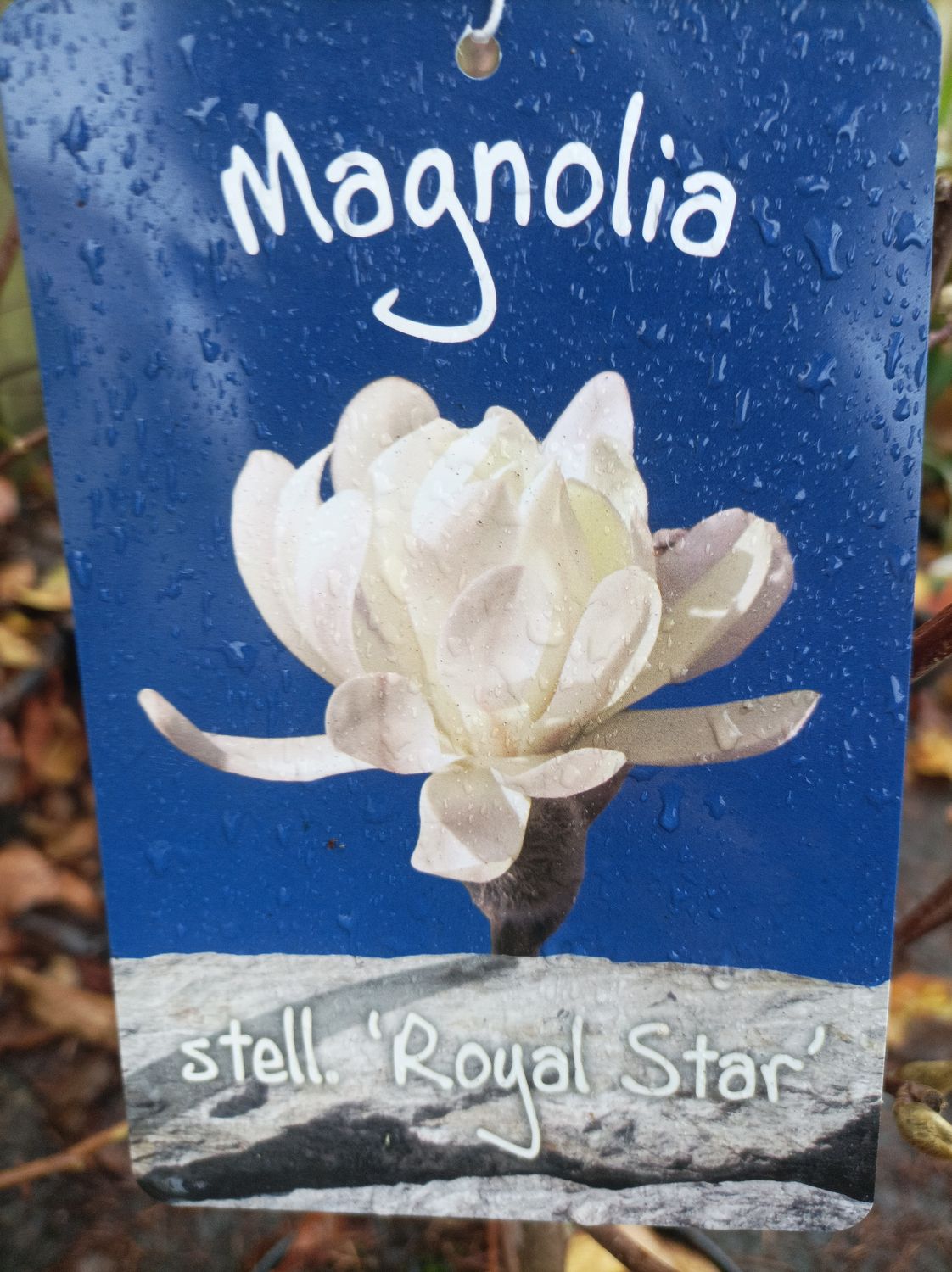 Magnolia &#39;Royal Star&#39;