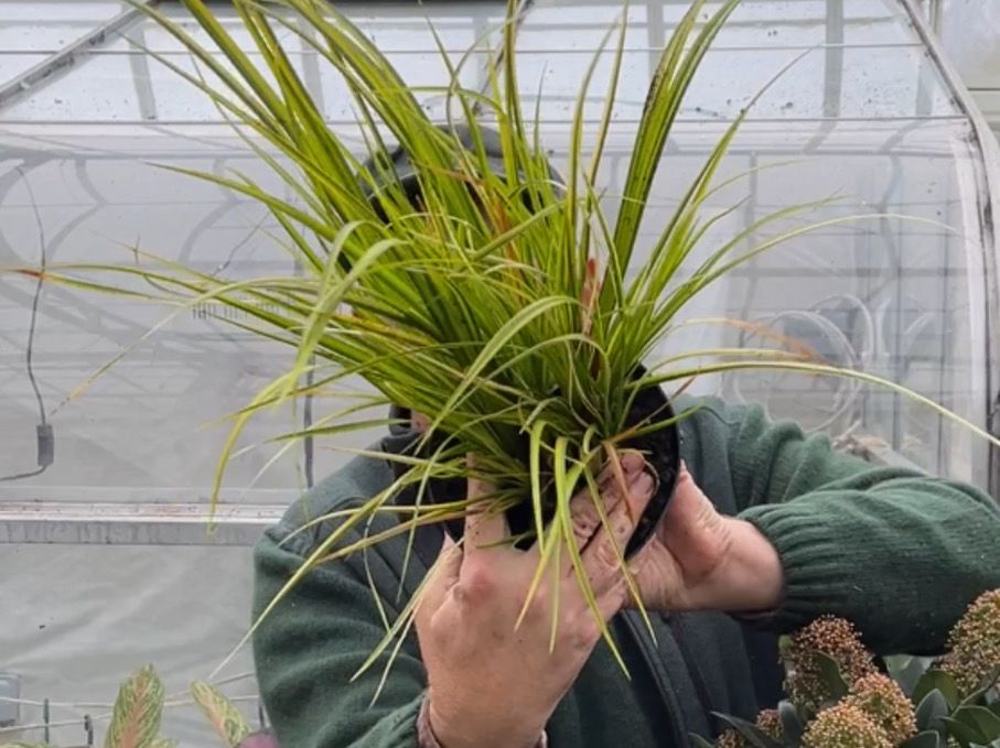 GOLDEN OGON GRASS Hardy Evergreen Dwarf Grass