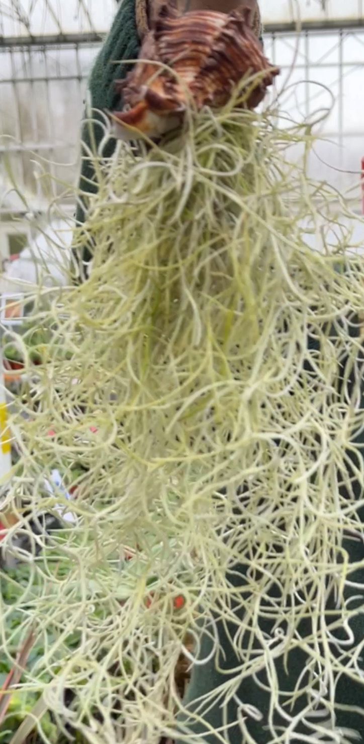 Airplant in shell (Large) Air Plant AIRPLANTS IN SHELLS are easy to care for . Mist occasionally with AIRPLANT SPRAY for best results.