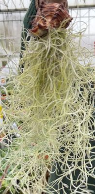 Airplant in shell (Large) Air Plant AIRPLANTS IN SHELLS are easy to care for . Mist occasionally with AIRPLANT SPRAY for best results.