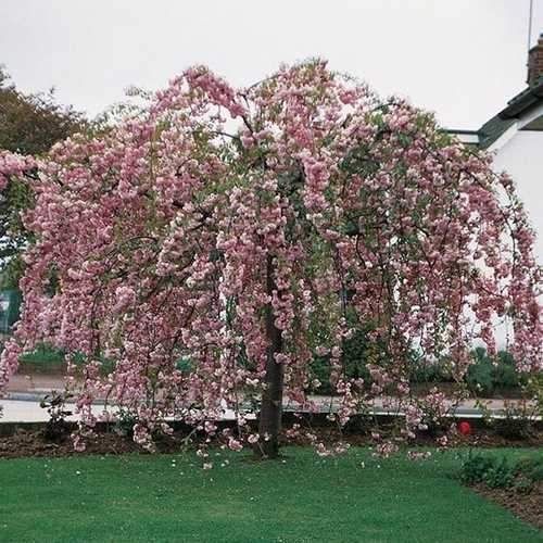 Prunus &#39;&#39;Kiku-shidare-zakura&#39;&#39; Cheals Weeping Cherry