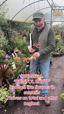 Weigelia 'Bristol Ruby' A hardy, tough shrub with funnel shaped, red bells for months. Easy to grow shrub that thrives on neglect!