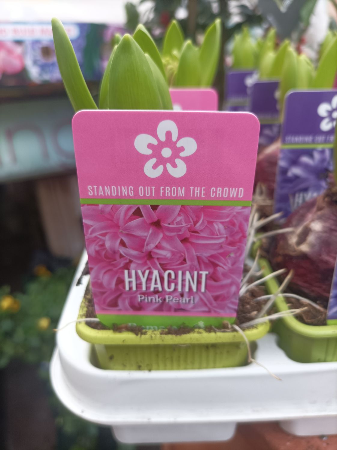 Fragrant Hyacinth for Christmas - Pink Pearl