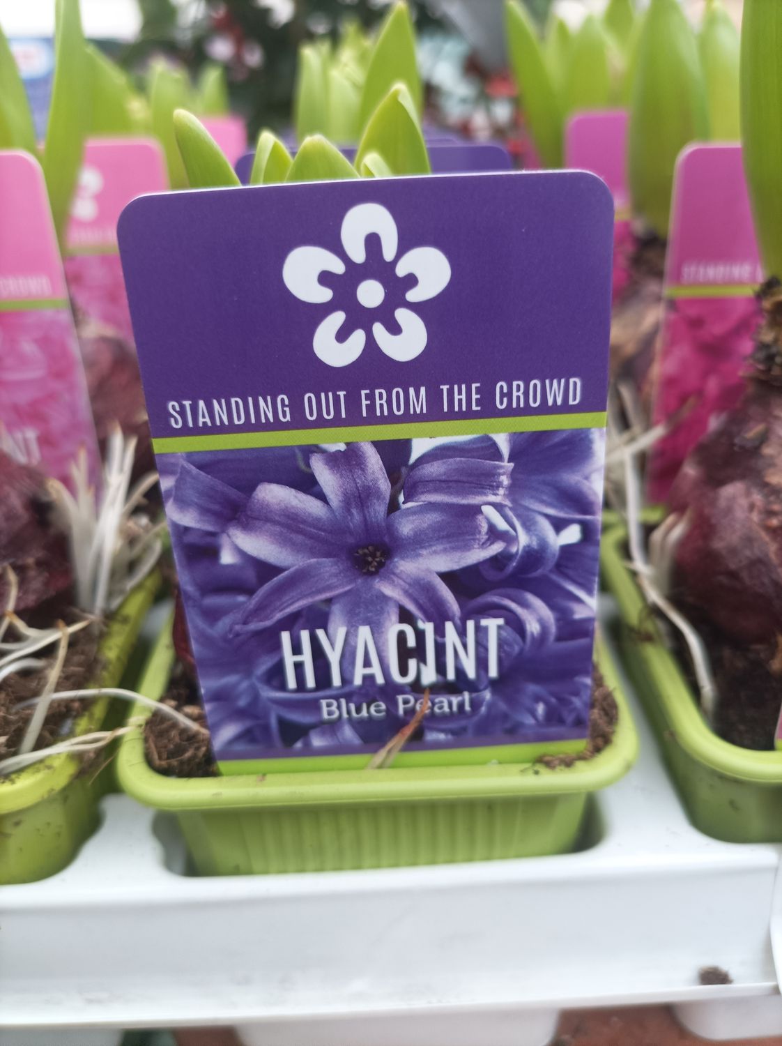 Fragrant Hyacinth for Christmas - Blue Pearl Hyacinths