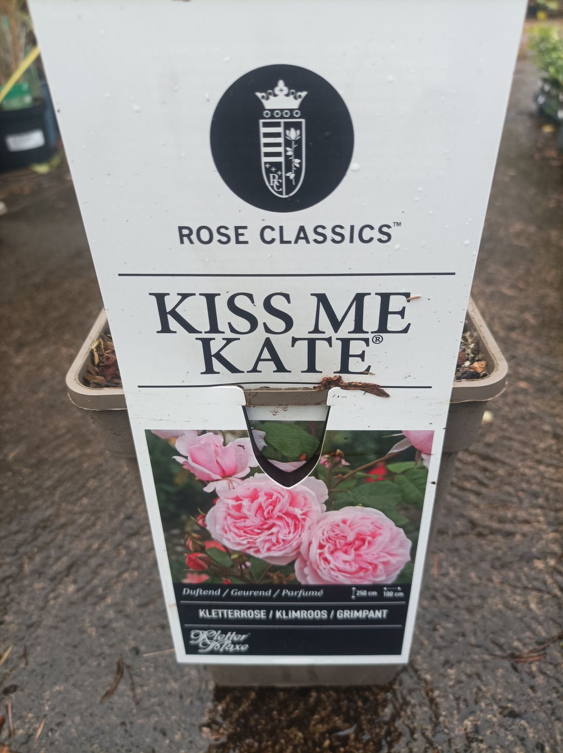 Climbing Rose - Kiss Me Kate
