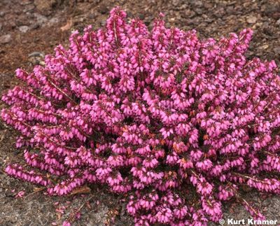 Erica Carnea &#39;Springwood PINK&#39; Heathers