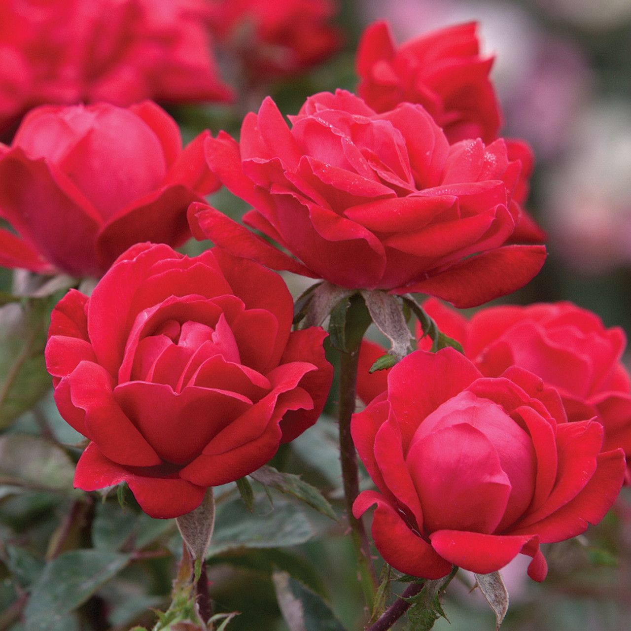 ROSE &#39;RED KNOCK OUT&#39;