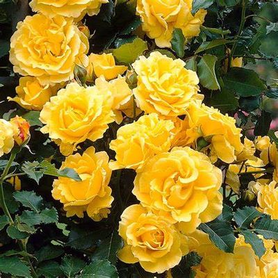 ROSE GOLDEN SHOWERS is a perfect yellow climbing rose force all fence or arch Fragrant flowers from June Until October