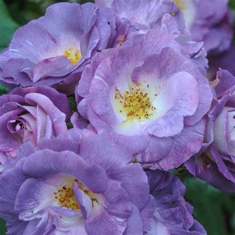 ROSE &#39;BLUE FOR YOU&#39;