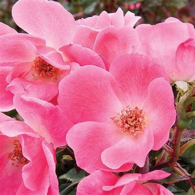 ROSE PINK KNOCK-OUT ROSES PINK KNOCKOUT flower non stop from June Until October..Knockout Roses need no spraying for blackspot They will flower reliably even without dead heading