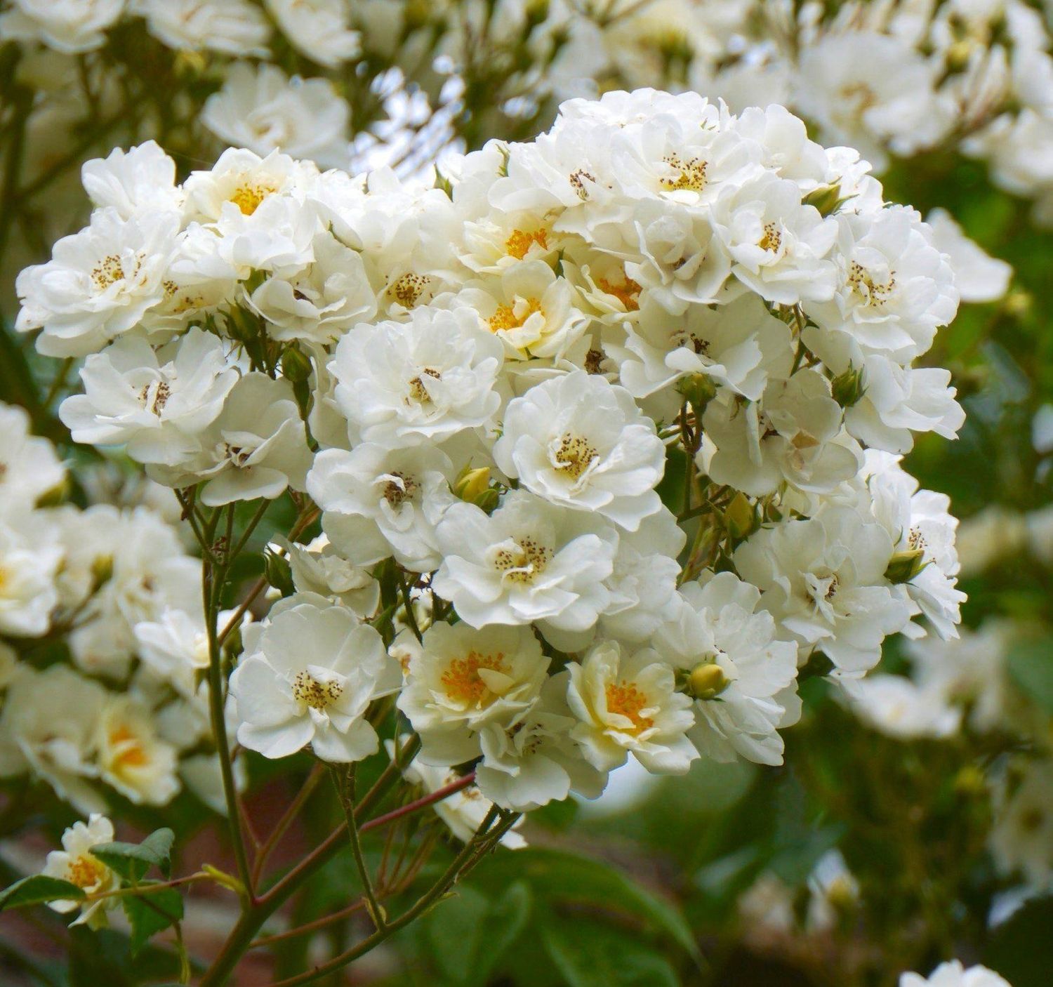 FRAGRANT ROSE RAMBLING RECTOR ..large sprays of semi double white flowers with deep yellow stamens …..loved by bees and pollinators .Loves climbing on trees ,in hedges or climbing on walls or fence