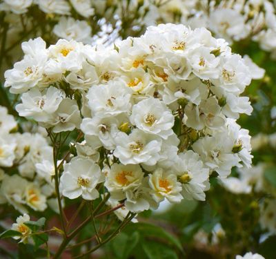 ROSE &#39;RAMBLING RECTOR&#39;