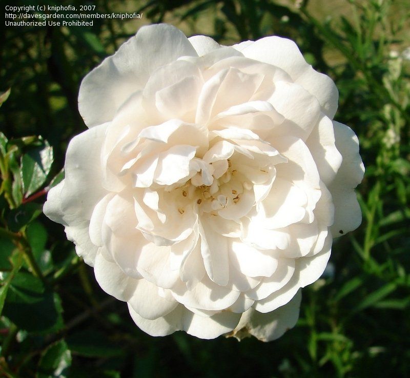 ROSE 'LITTLE WHITE PET' perfect tough mini rose for pots or beds . Pink buds open Into perfect white rosettes . Tough and winter hardy
