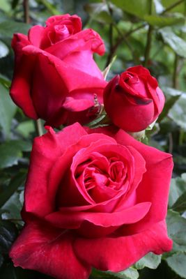 Rose &#39;Dame de Coeur&#39; (Queen of Hearts)