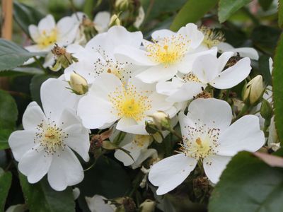 ROSE &#39;KITSGATE&#39;