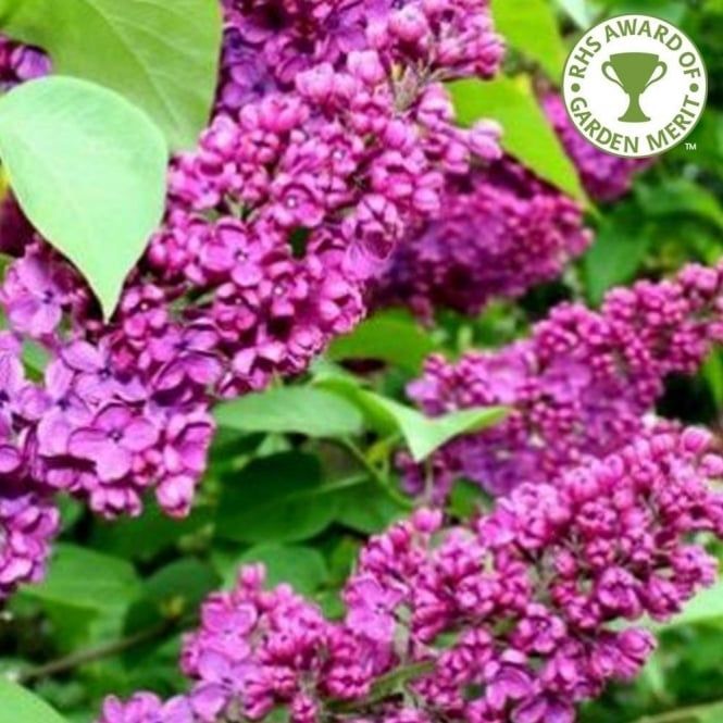SYRINGA &#39;&#39;CHARLES JOLY&#39; Purple Fragrant Lilac