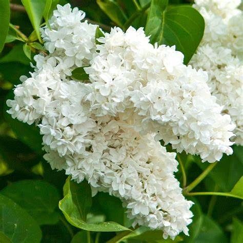 LILAC SYRINGA MADAME LEMOINE&#39; Tree Form