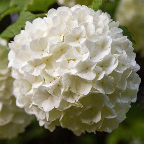 VIBURNUM OPULUS GUELDER ROSE
