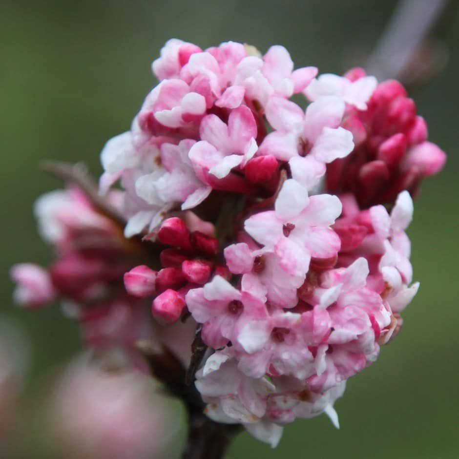 VIBURNUM BODNANTENSE &#39;&#39;DAWN&#39;&#39; Very fragrant pink flowers In winter and early spring .Happy In any reasonable soil type .Extra strong and bushy