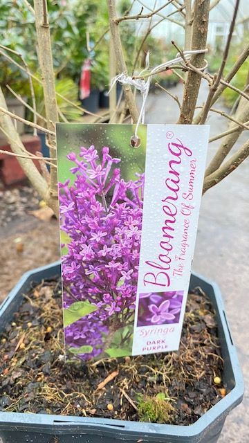 Syringa Bloomerang Dark Purple 'Bush' Hardy Shrub Flowers non stop from July until October. Very Fragrant. Strong Bushy Pot Grown Plants