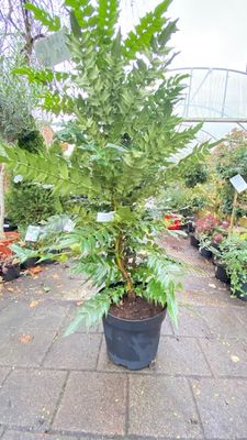 Mahonia &#39;Winter Sun&#39; Extra Large - Evergreen