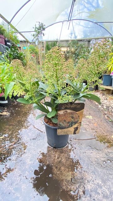 Skimmia Japonica Fascination  &#39;MALE&#39;