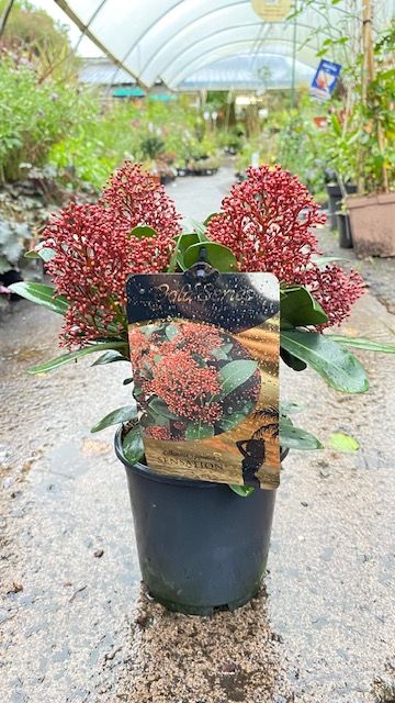 Skimmia Sensation &#39;Male&#39;