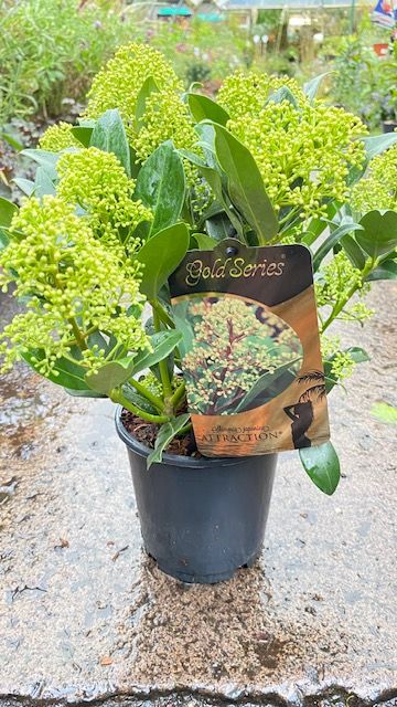 Skimmia Attraction &#39;Male&#39;