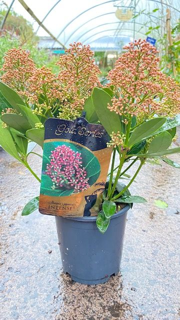 Skimmia Intense &#39;Male&#39; Hardy Evergreen shrub suitable for pots or beds . Colourful buds for winter open to white fragrant flowers in spring.
