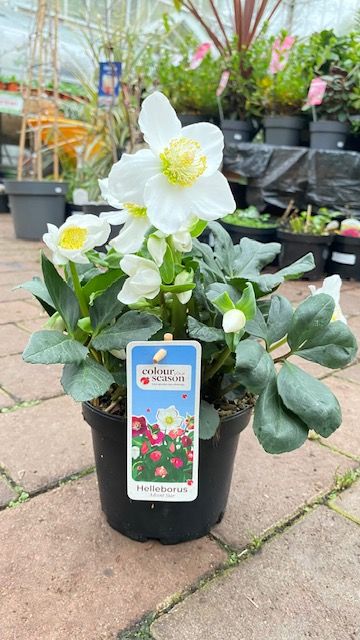 Christmas Rose Helleborus Advent Star