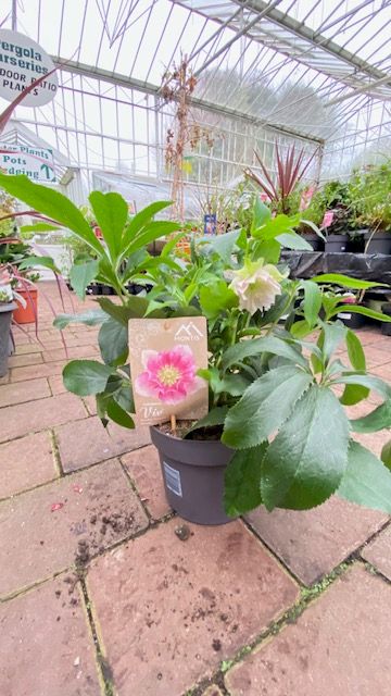 Christmas Rose Double Bicolour Helleborus &#39;Viv&#39; Double Flowering Bicolor
