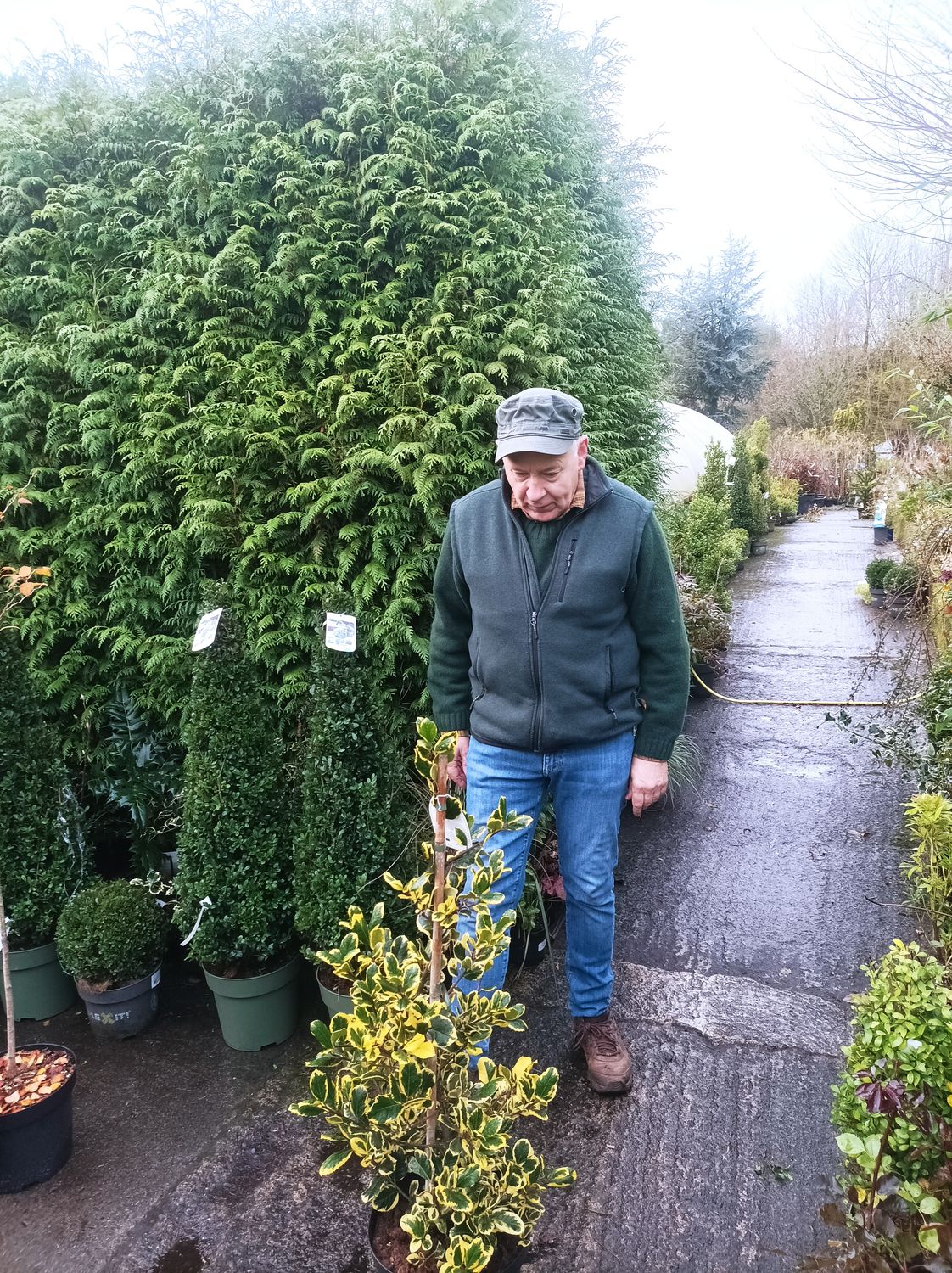 Golden King Holly extra large