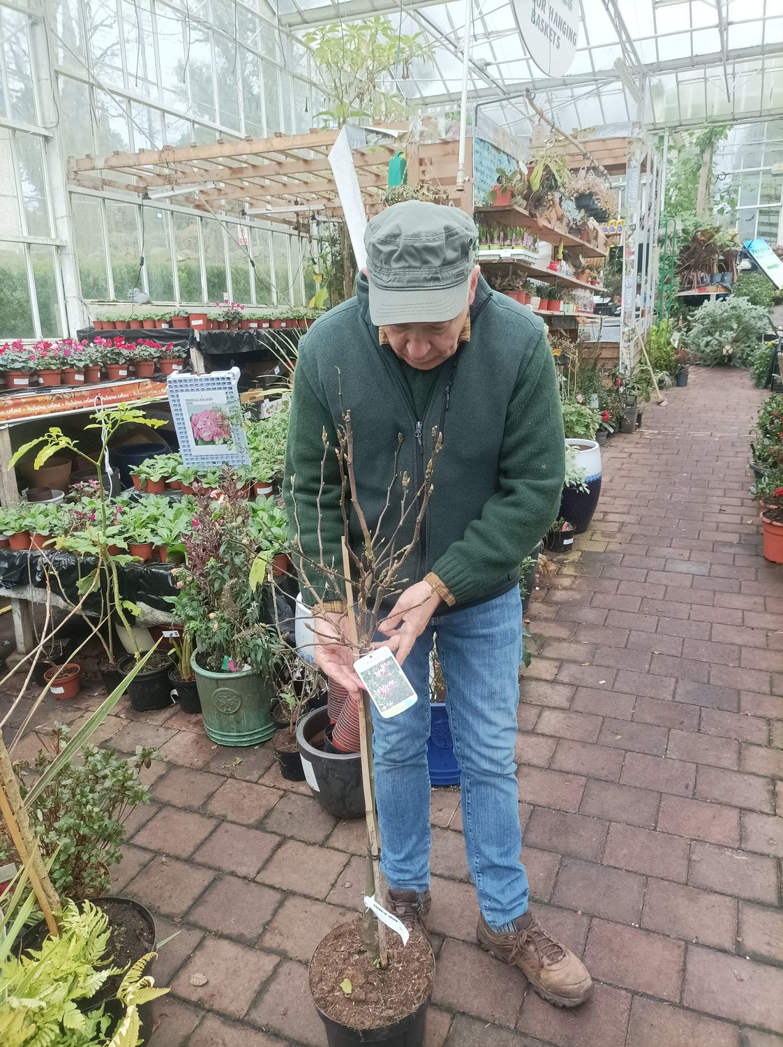 Magnolia Susan (Small Tree) - Deep pink to purple fragrant vase like flowers. Perfect in pots or beds.