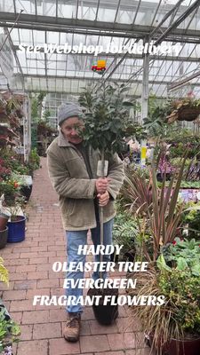 Oleaster Tree ,evergreen small to Medium size tree with grey/green foliage and fragrant flowers in autumn. Tolerant to salt spray beside coast.Extra strong potted trees . Good in pots or open ground