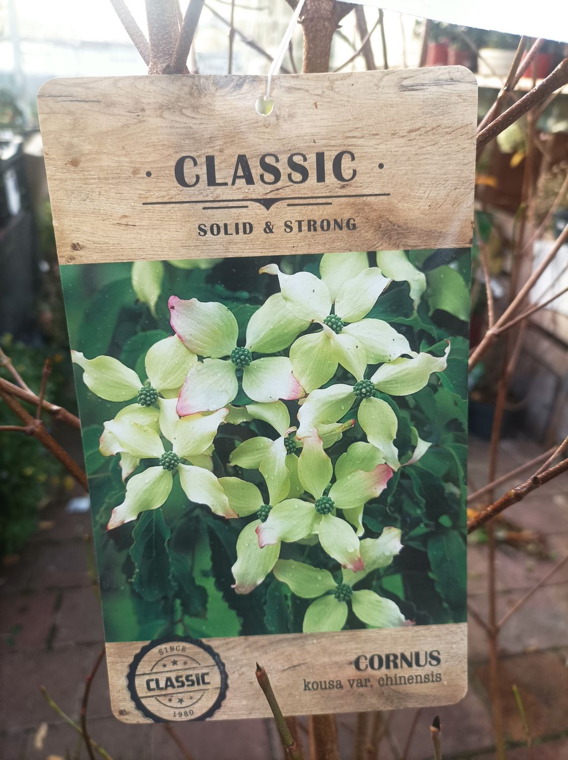 Cornus kousa Chinensis