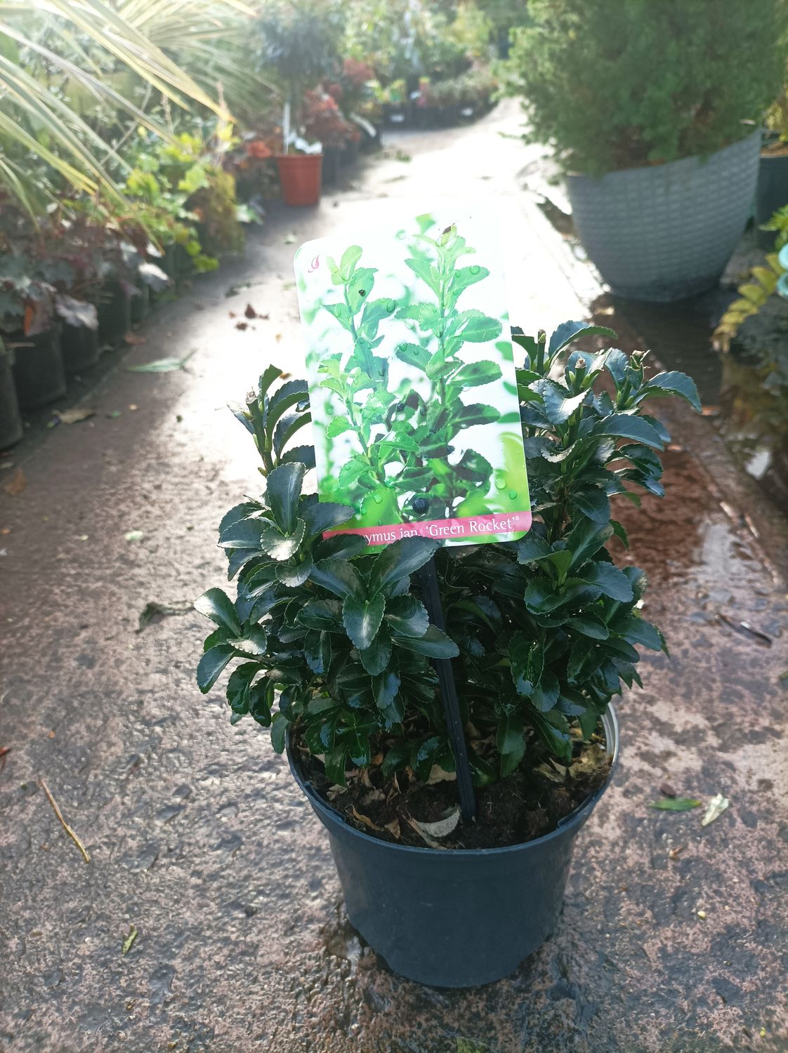 Euonymus - Green Rocket